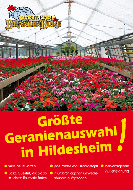 Geranien-2019